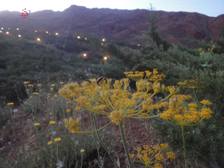 توفیق  وحیدی آذر  - گل های کوه عینالی